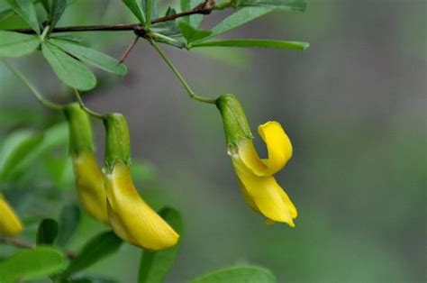 金雀花黃|金雀花的花語